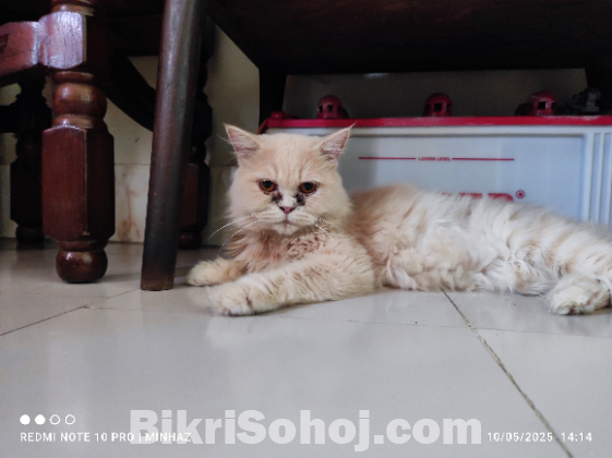 Parsian cat